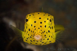 Juvenile Yellow Boxfish.  Ningaloo Reef, Western Australi... by Ross Gudgeon 